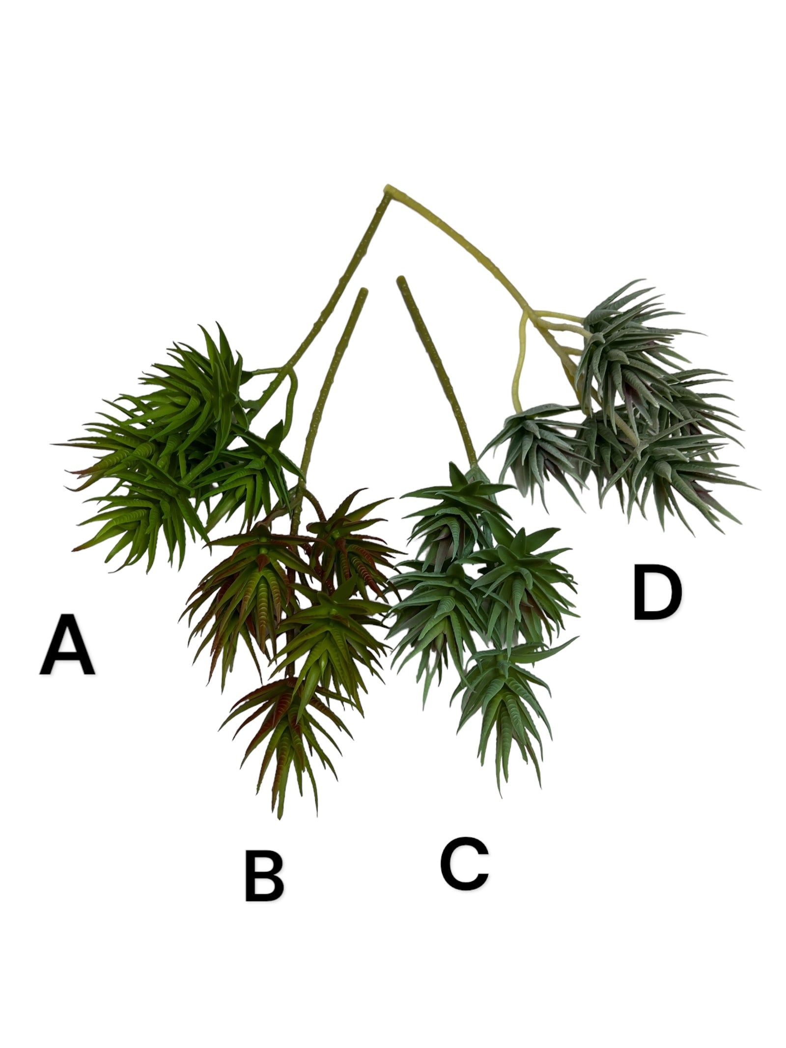 Photoroom_20240711_122733