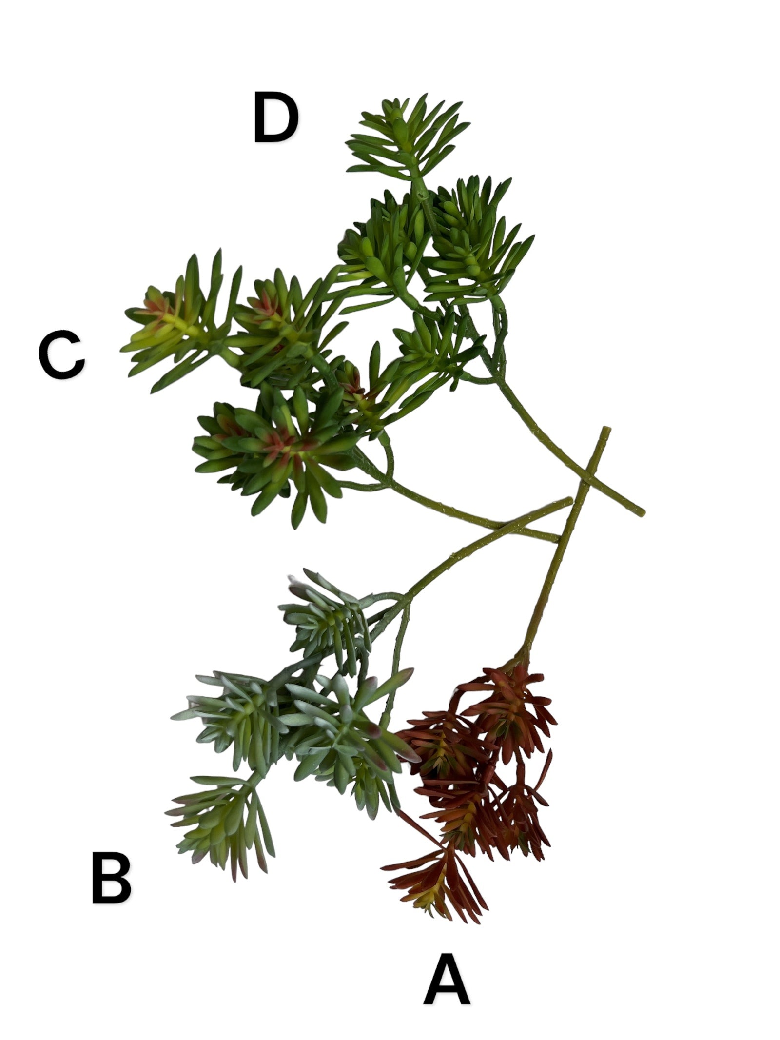 Photoroom_20240711_124031