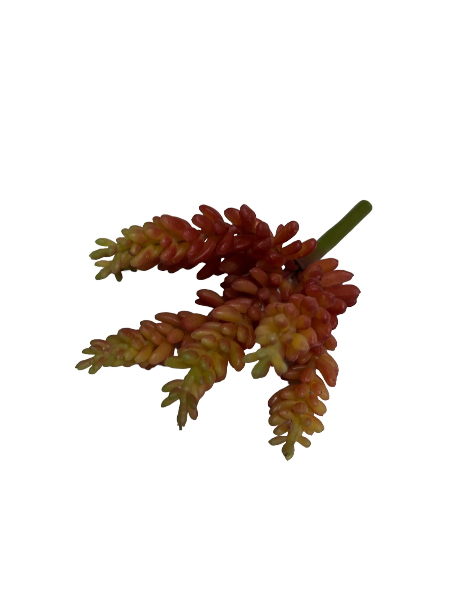 Photoroom_20240710_145024