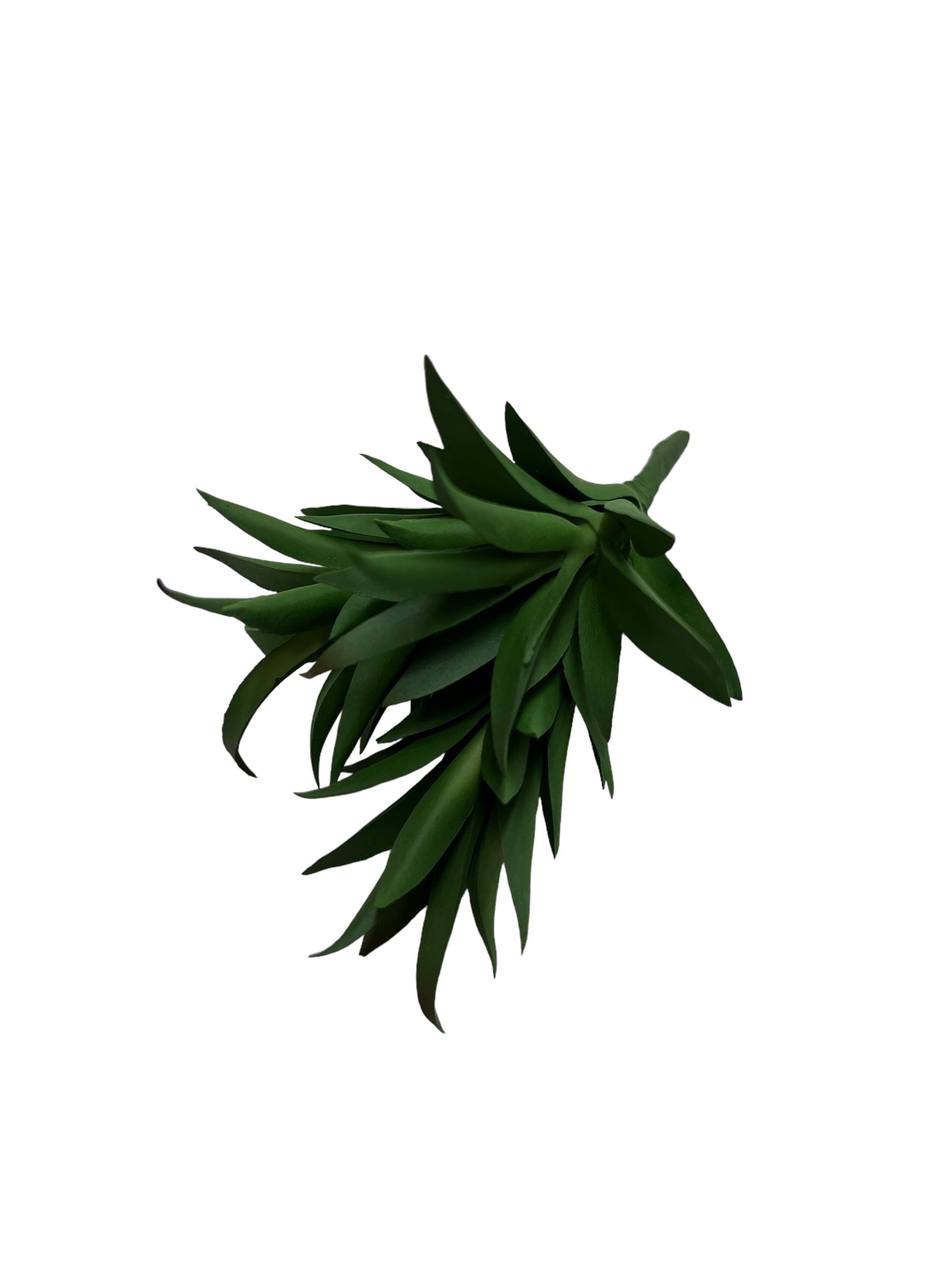 Photoroom_20240710_151023