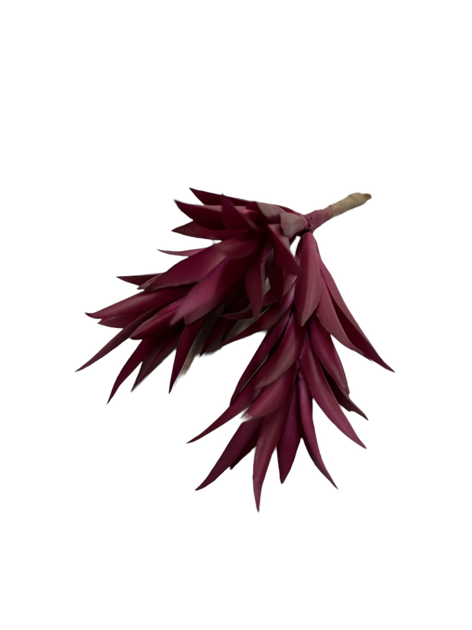 Photoroom_20240710_151042