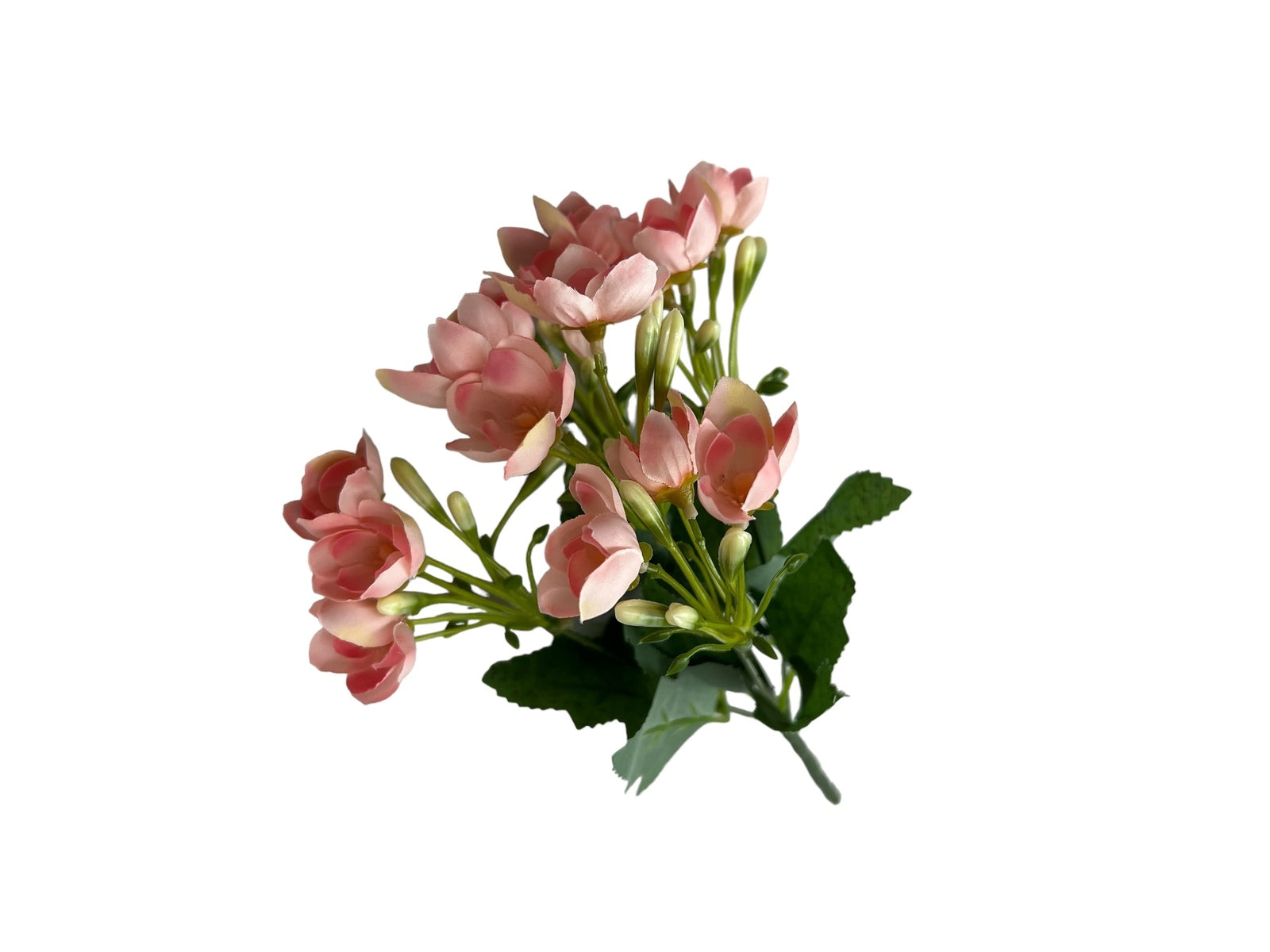 Photoroom_20240806_131345