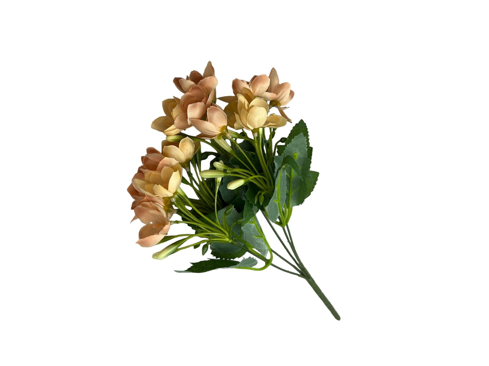 Photoroom_20240806_131555