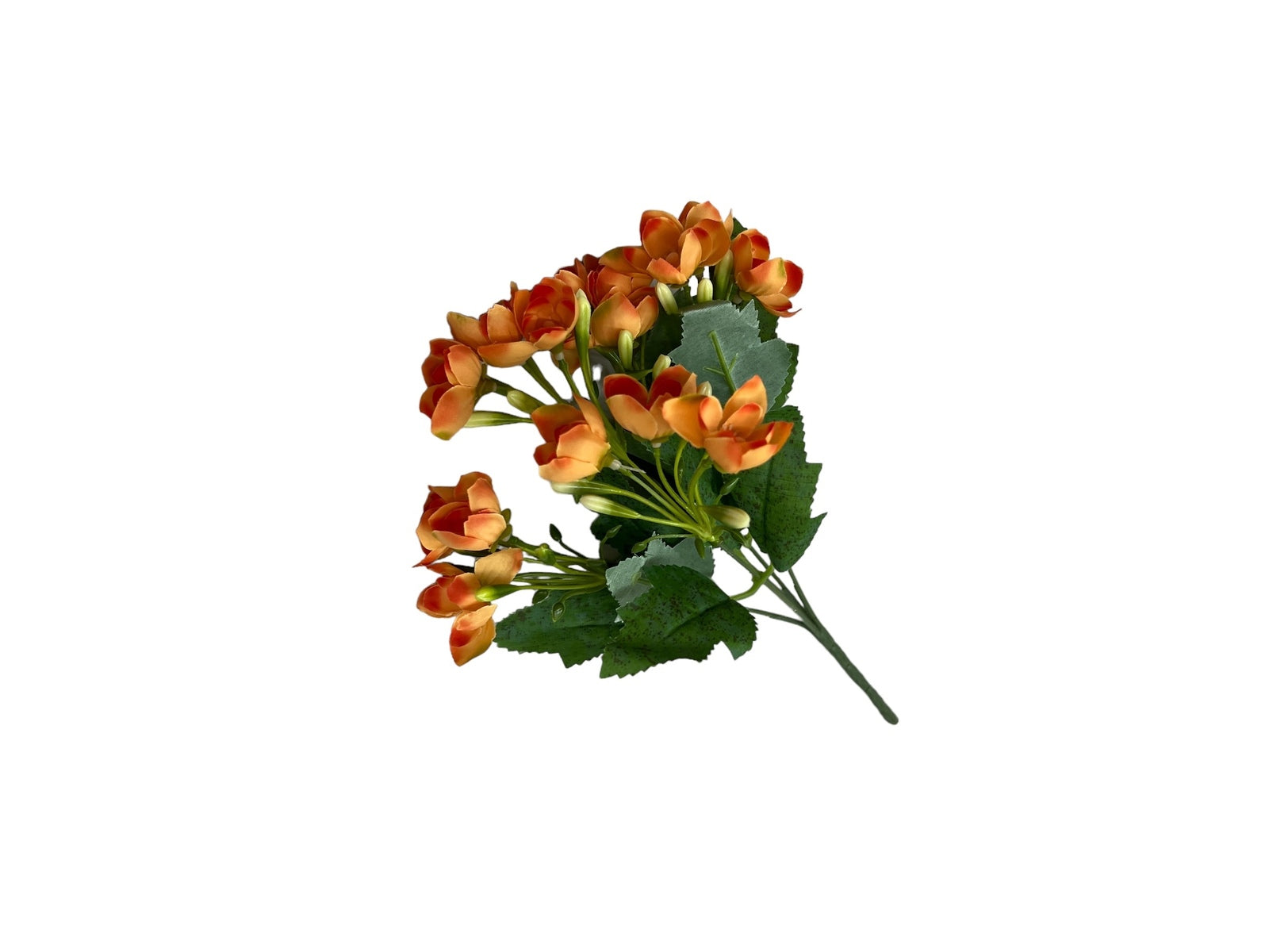 Photoroom_20240806_131654