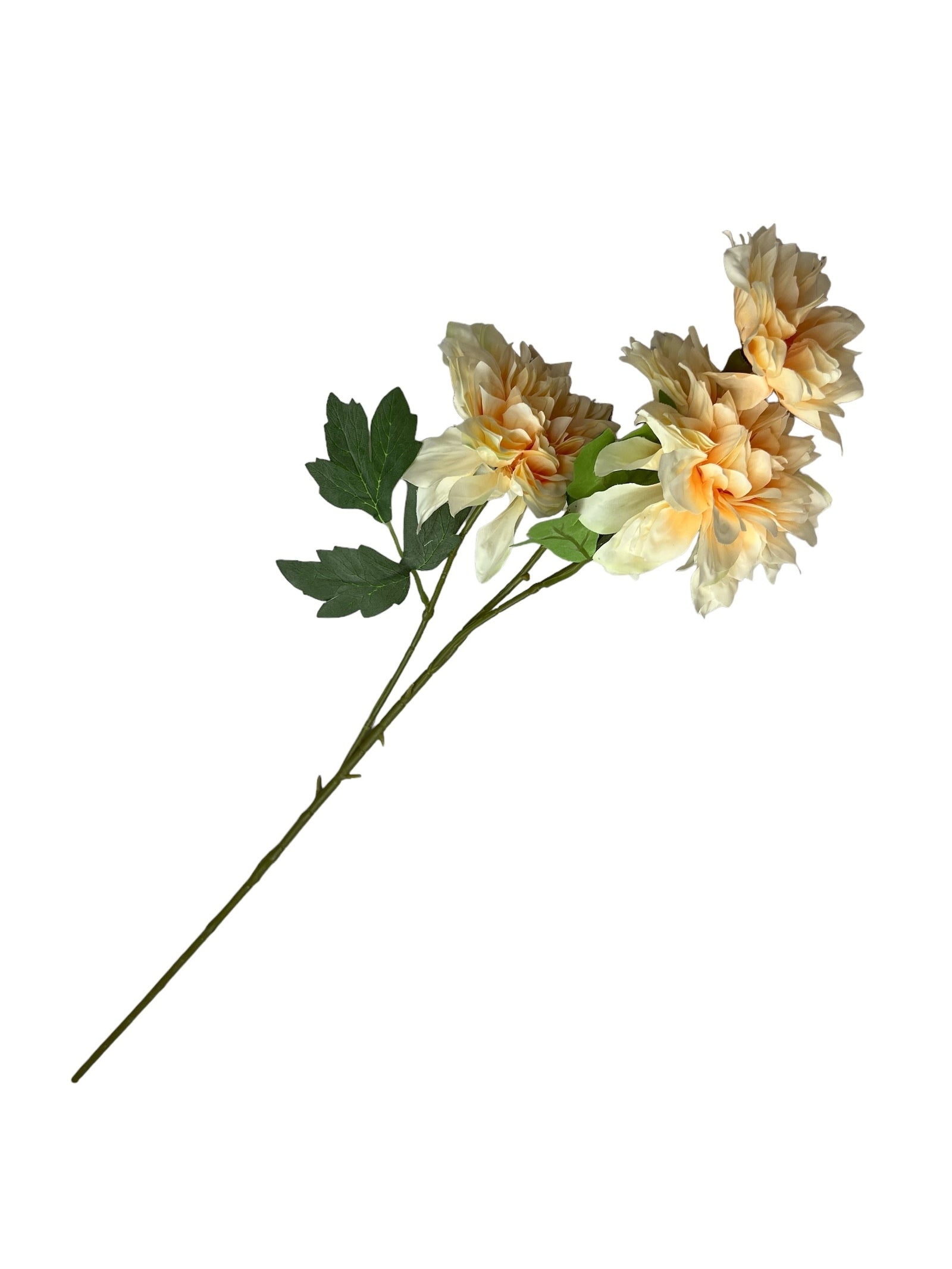 Photoroom_20240807_104122