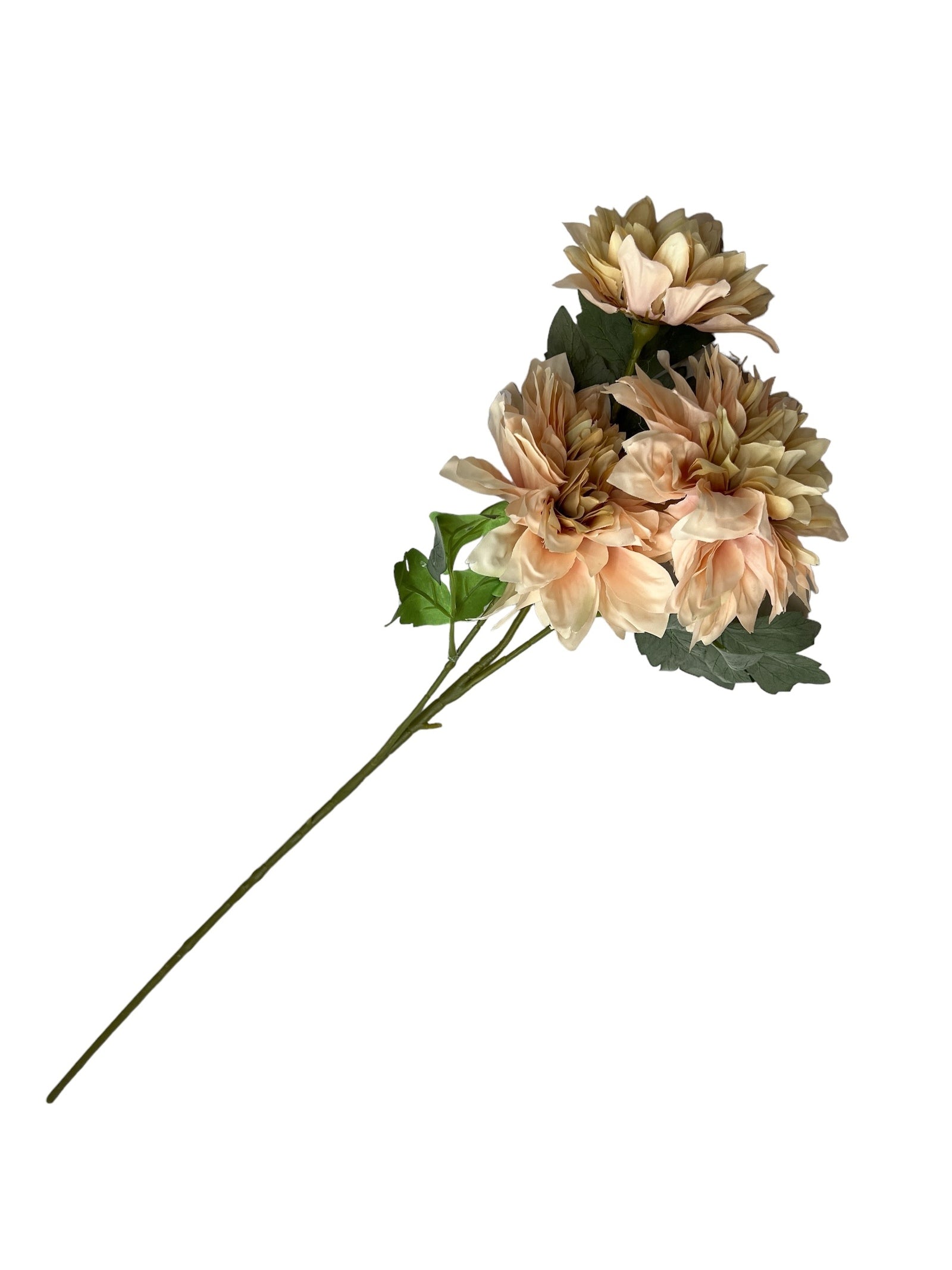 Photoroom_20240807_104145