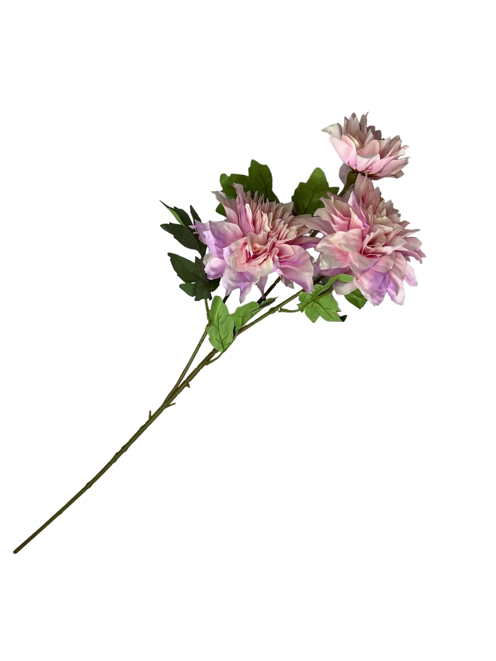 Photoroom_20240807_104213