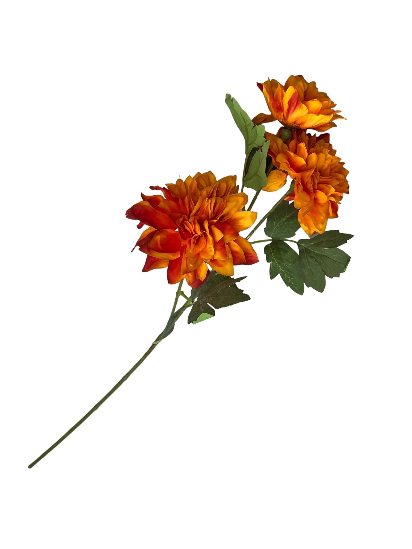 Photoroom_20240807_104241