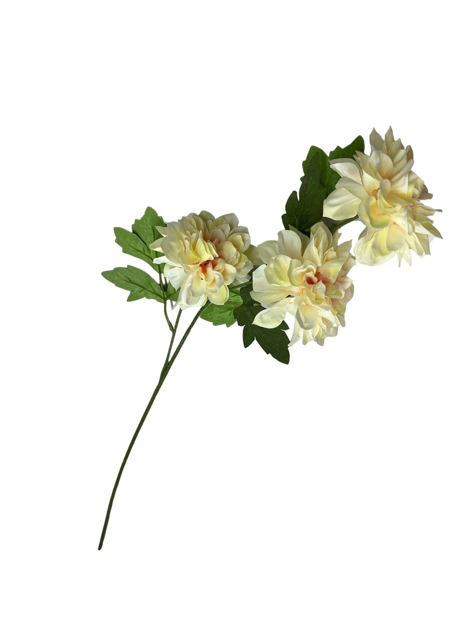 Photoroom_20240807_104647