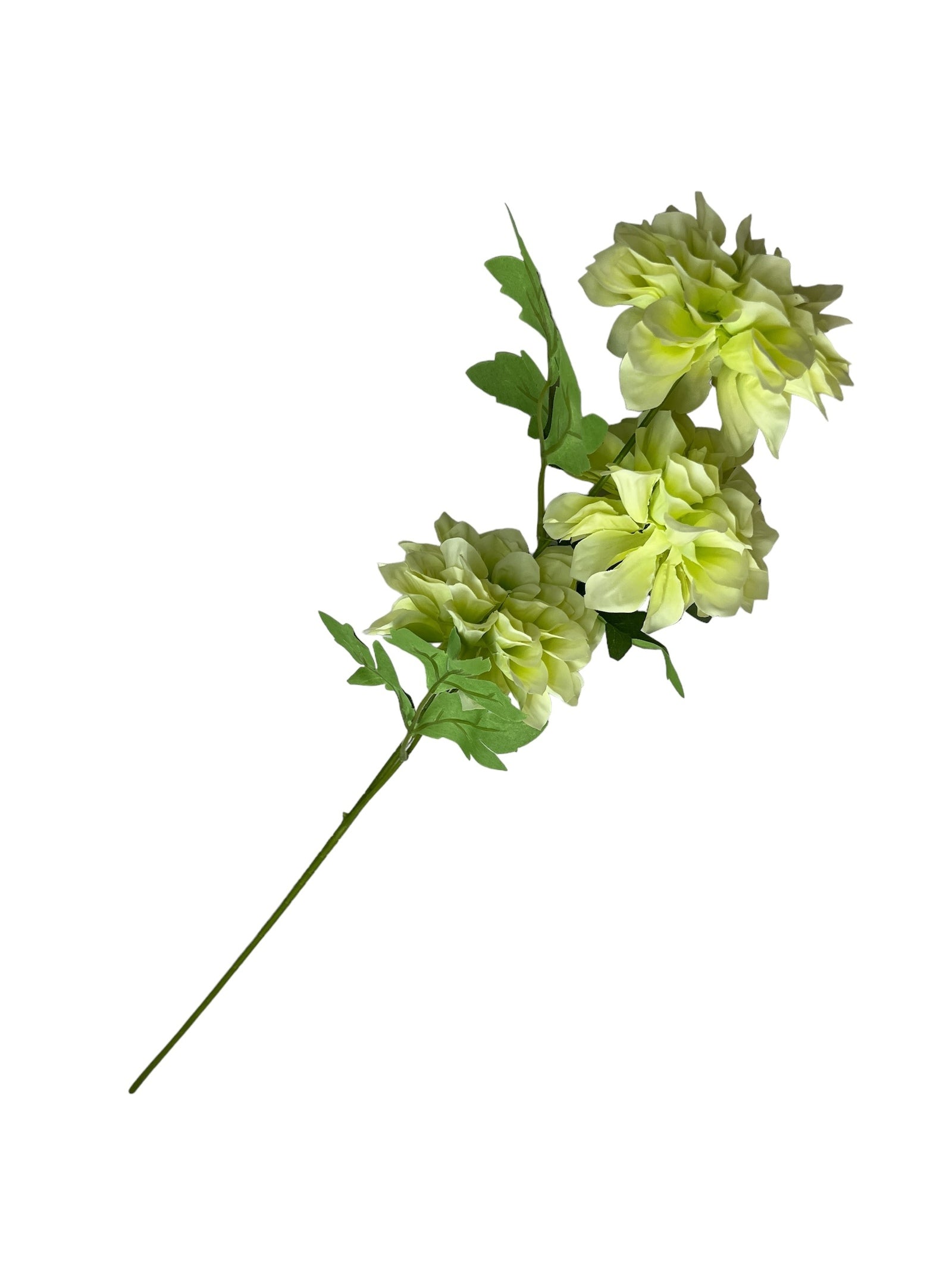 Photoroom_20240807_104709