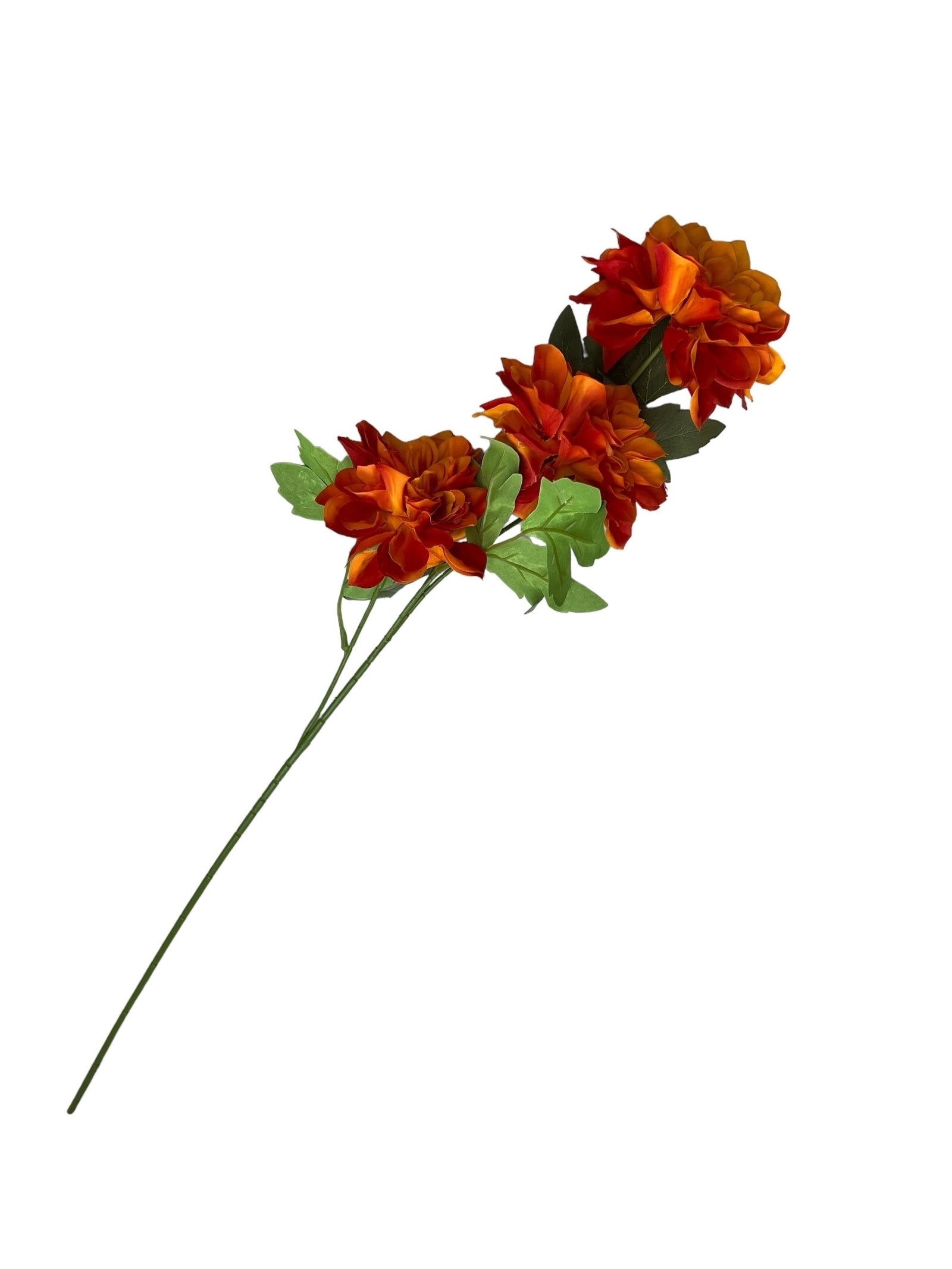 Photoroom_20240807_104825