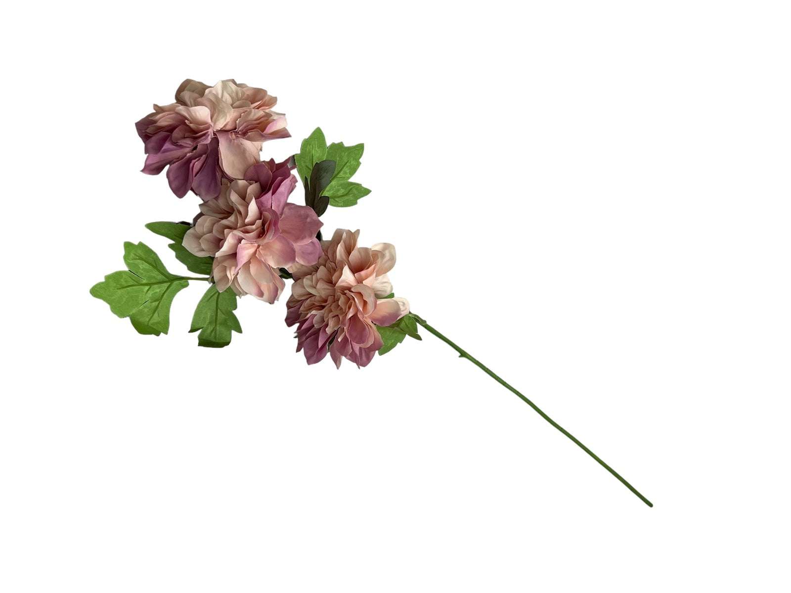 Photoroom_20240807_104854