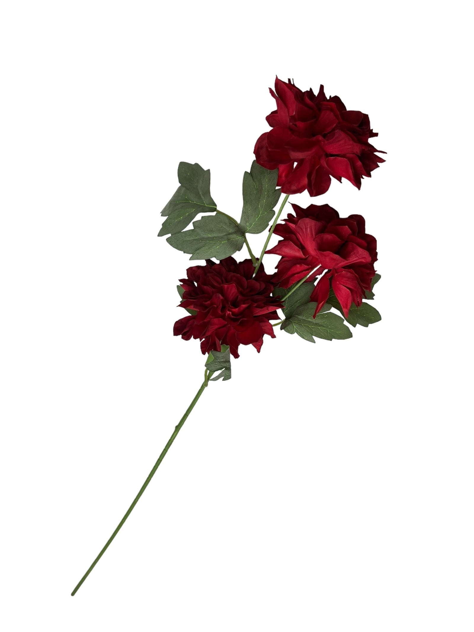 Photoroom_20240807_104920