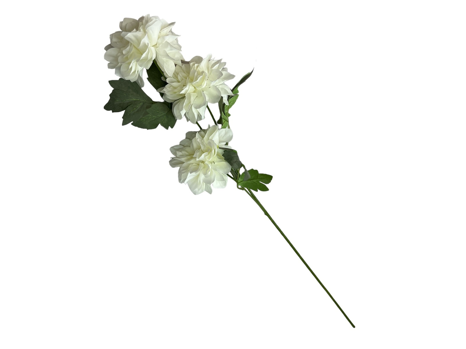 Photoroom_20240808_150100