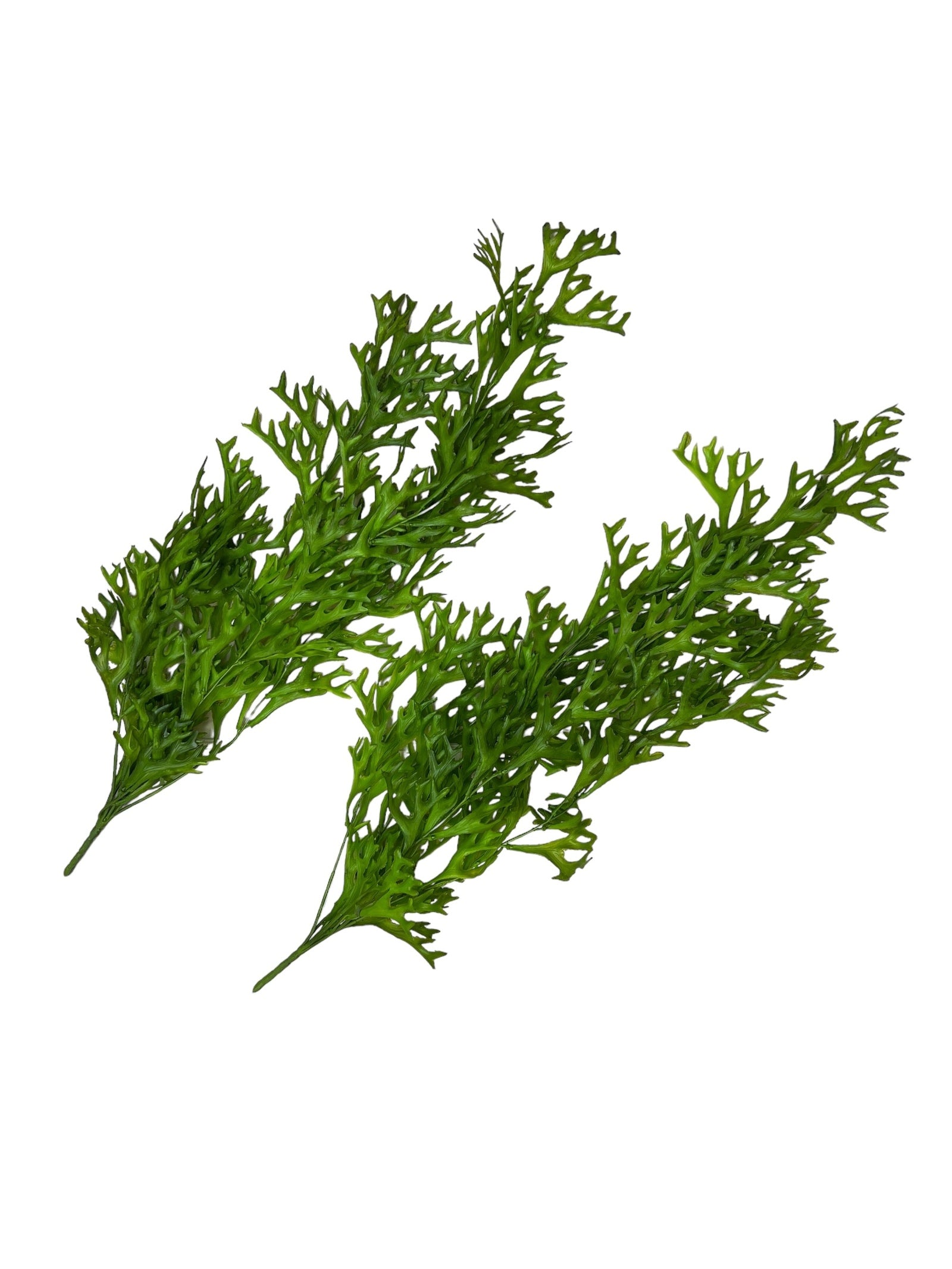 Photoroom_20240807_105446