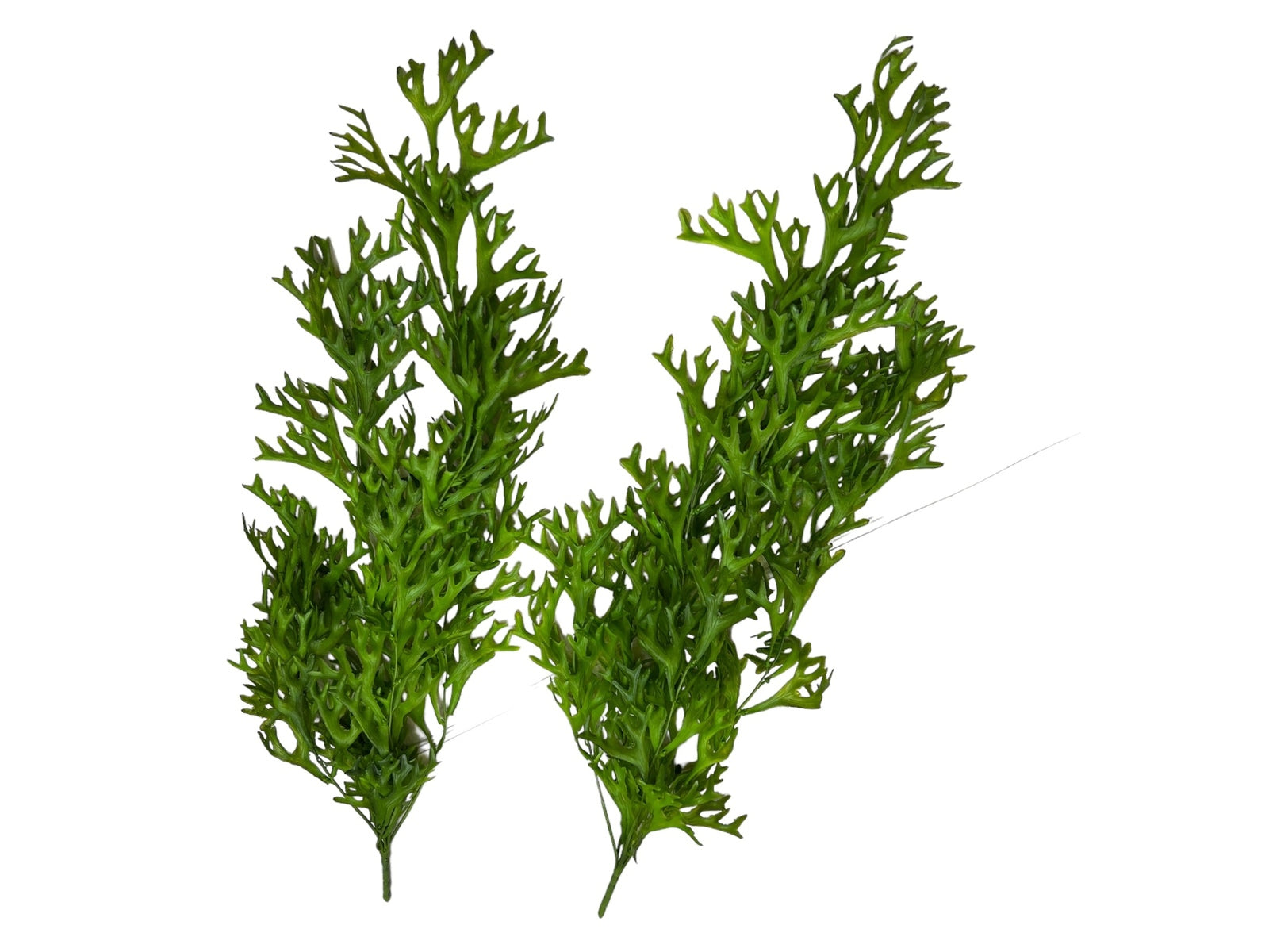 Photoroom_20240807_105513