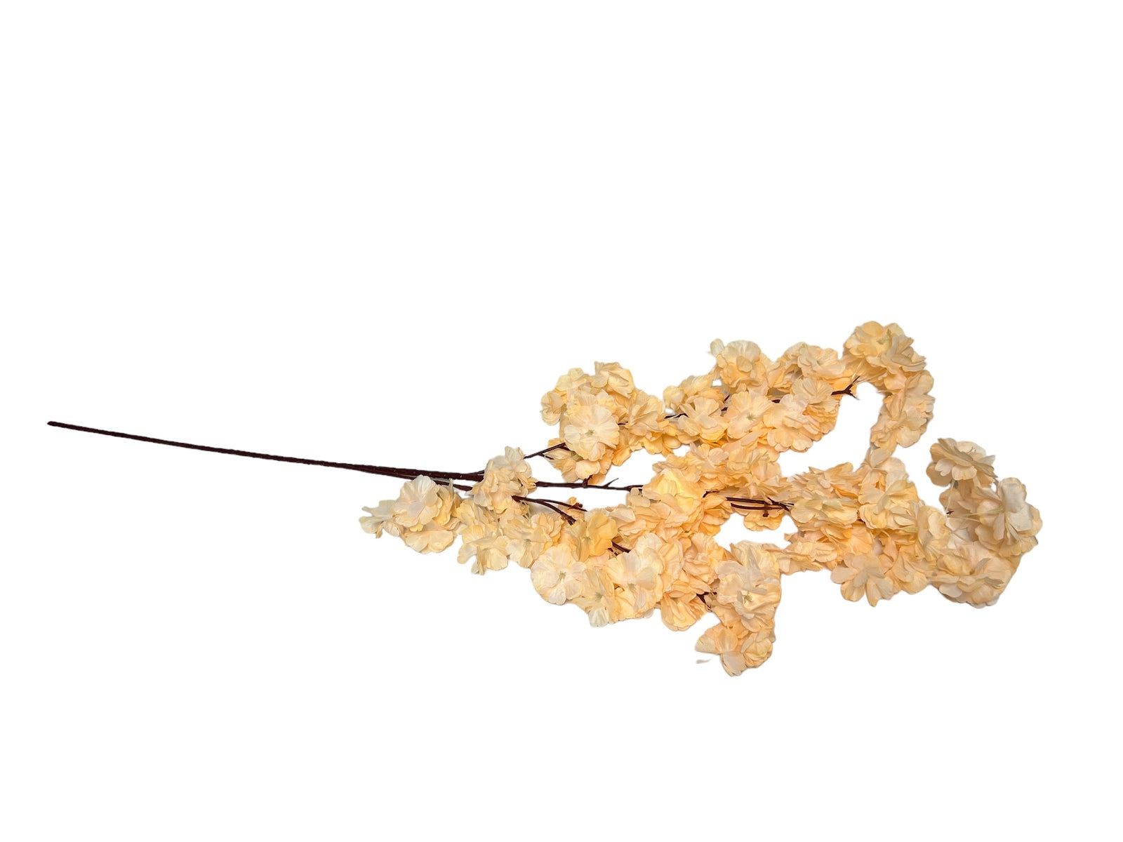 Photoroom_20240816_142243