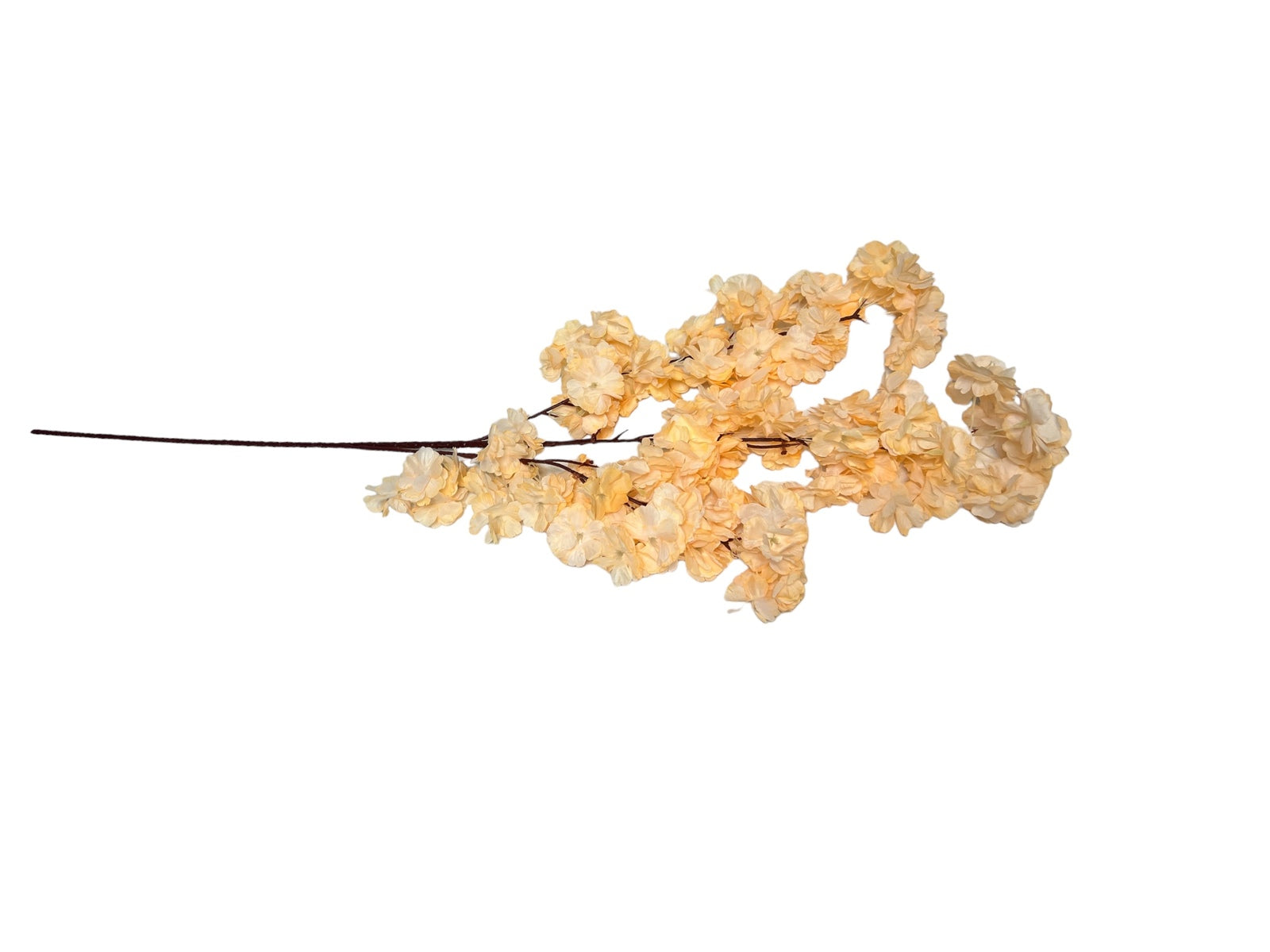 Photoroom_20240816_142255