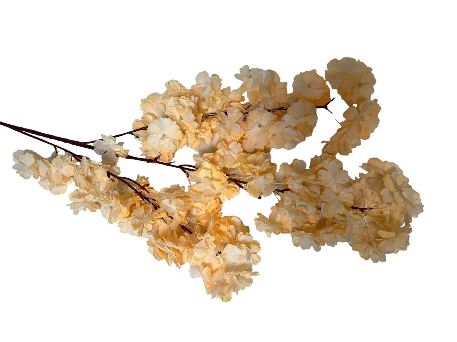 Photoroom_20240816_142352