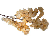 Photoroom_20240816_142352