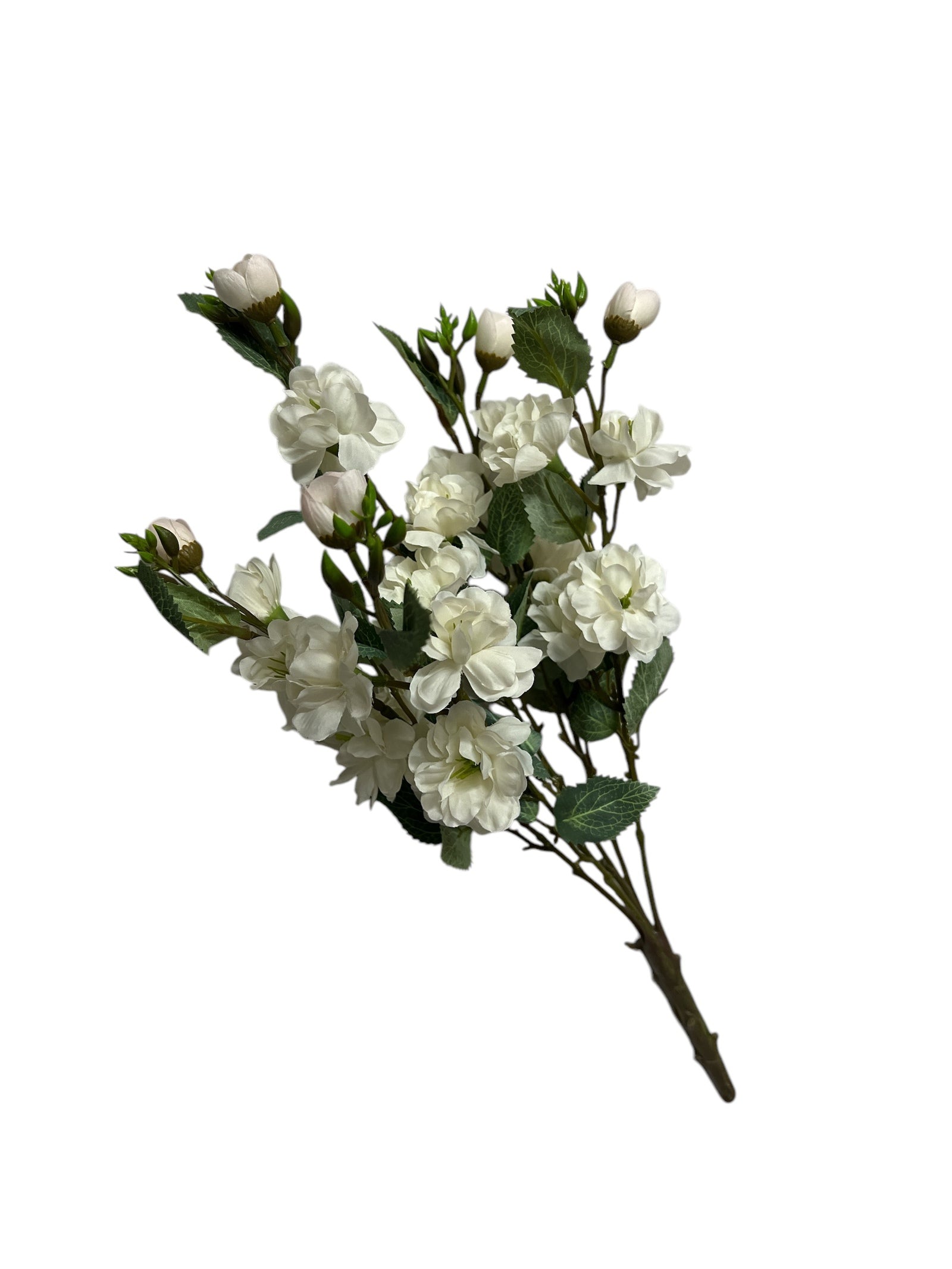 Photoroom_20250121_094157