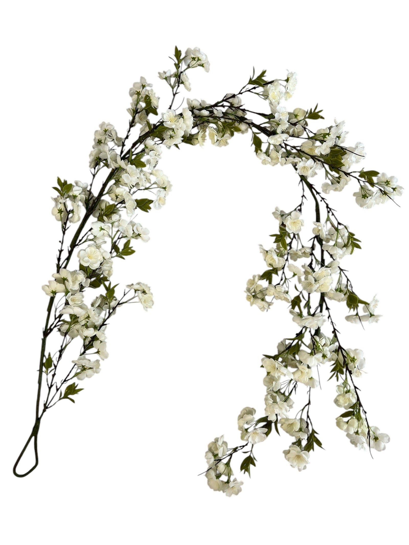 Photoroom_20250123_083810 2