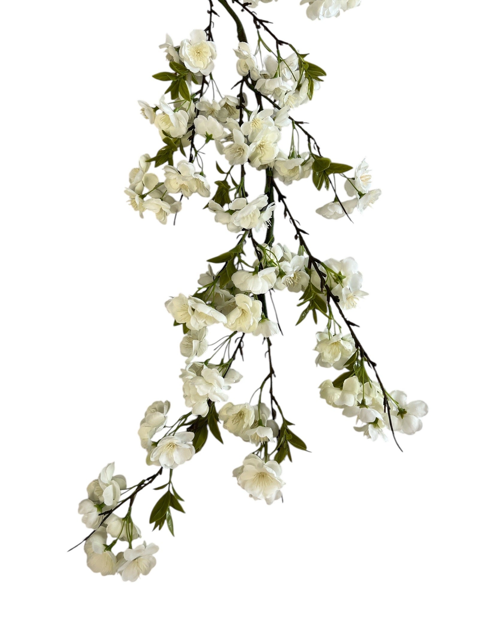 Photoroom_20250123_083828 2