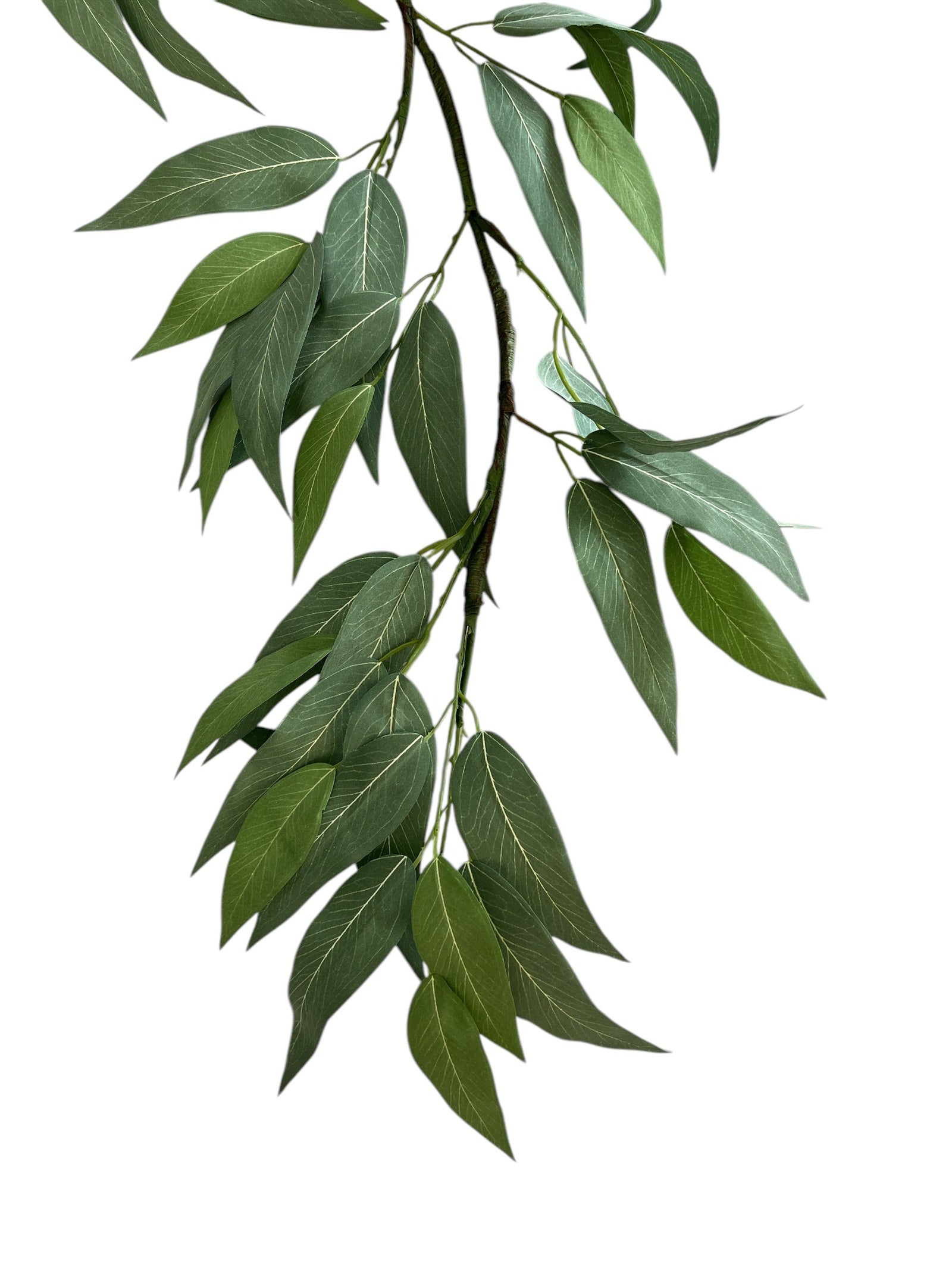 Photoroom_20250123_083144 2