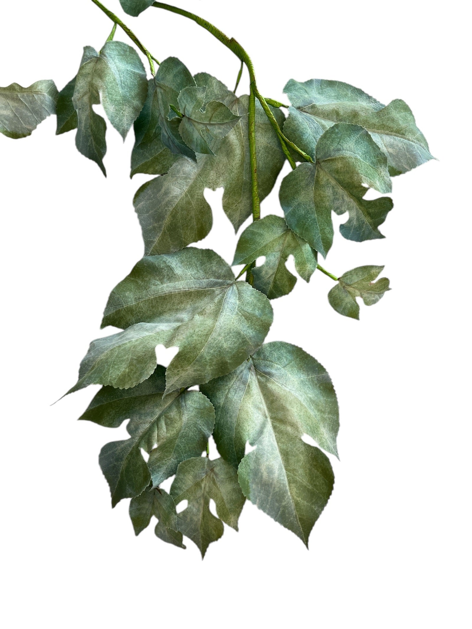 Photoroom_20250123_082911 2