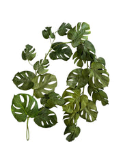 Photoroom_20250123_083454 2