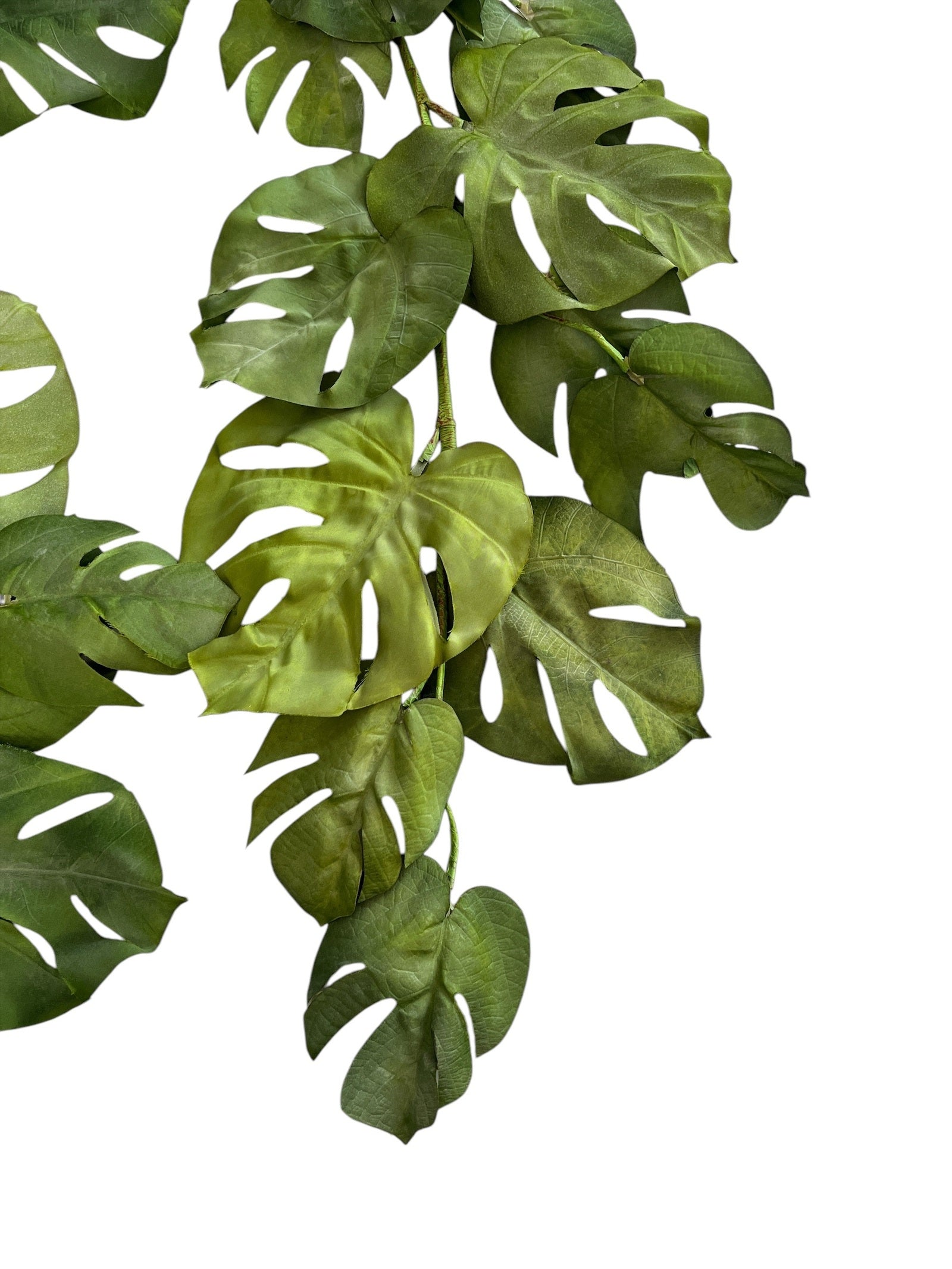 Photoroom_20250123_083514 2