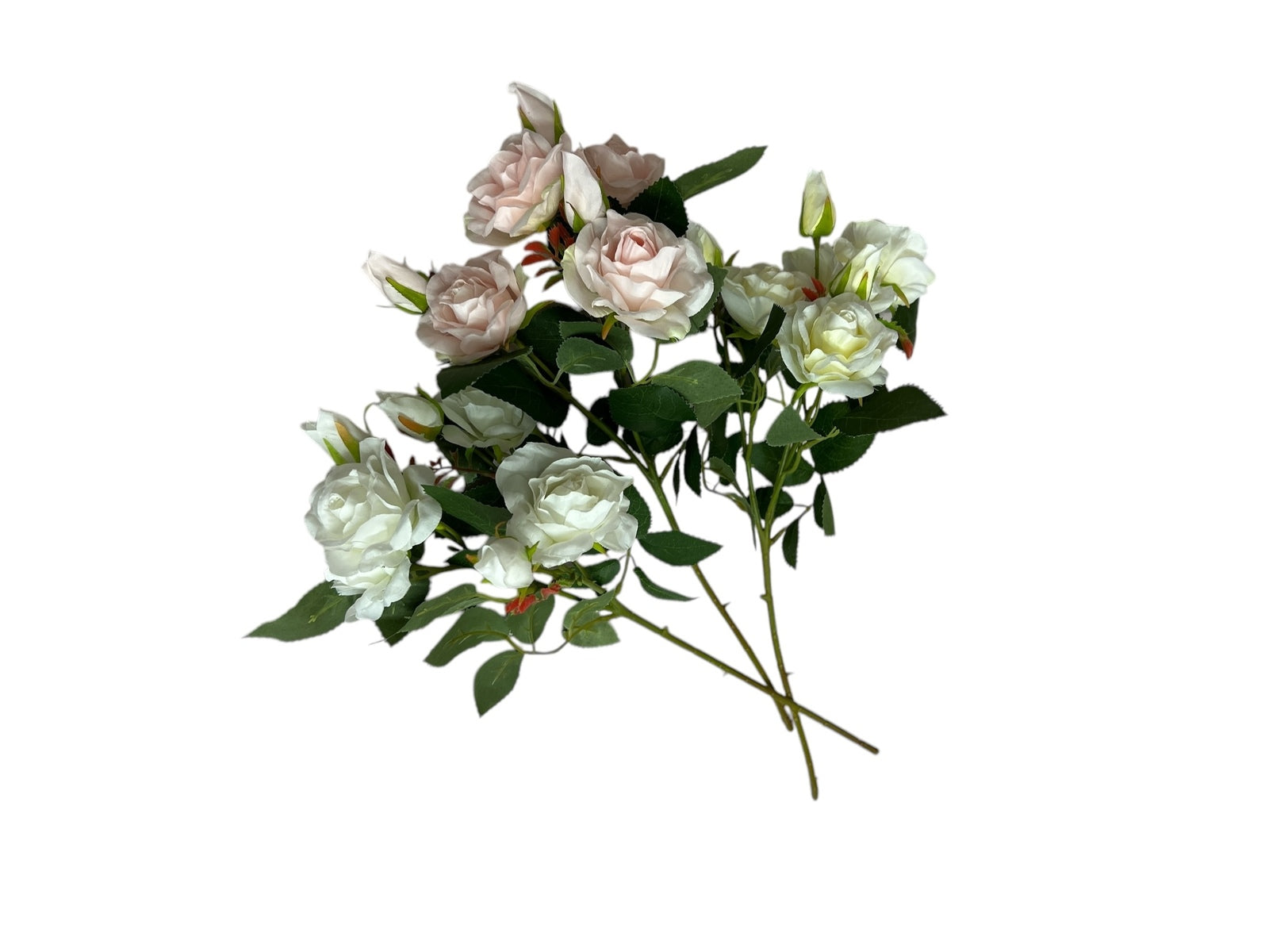 Photoroom_20250227_150559