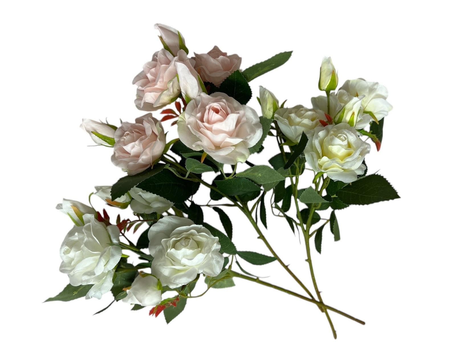 Photoroom_20250227_150634