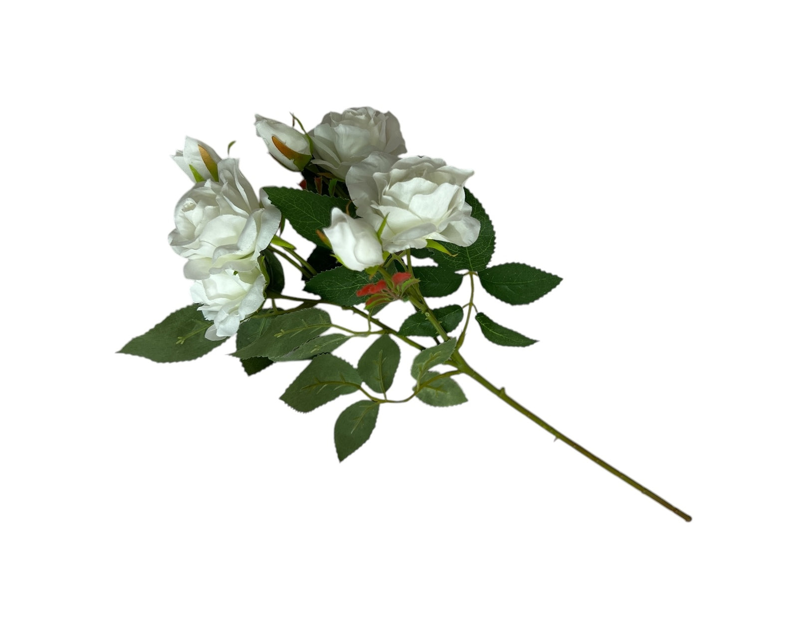 Photoroom_20250227_150805