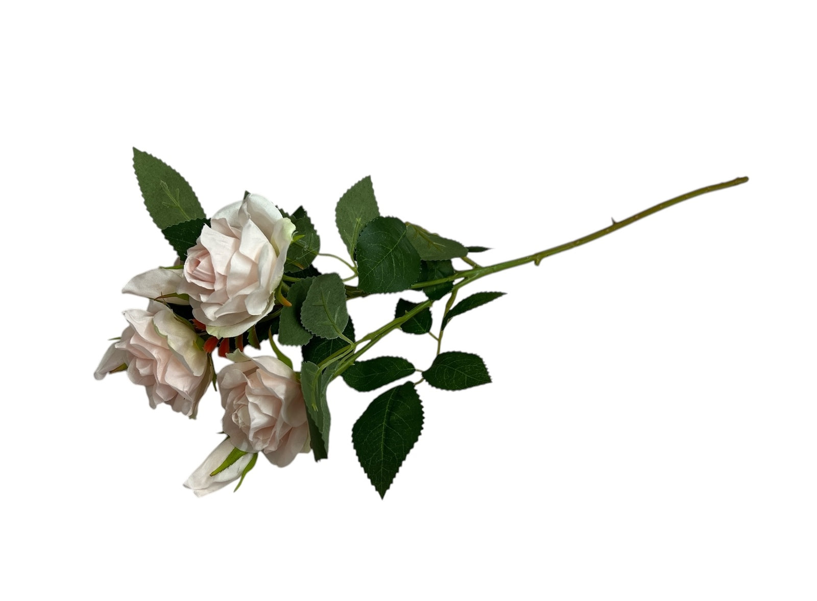 Photoroom_20250227_150908