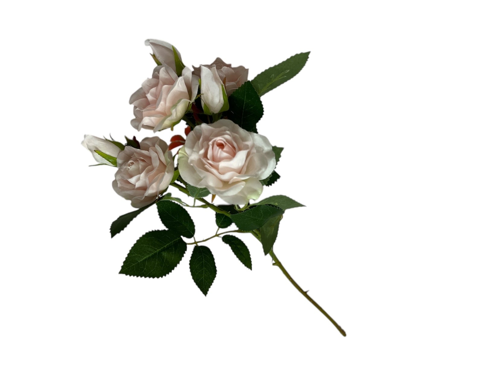 Photoroom_20250227_150957