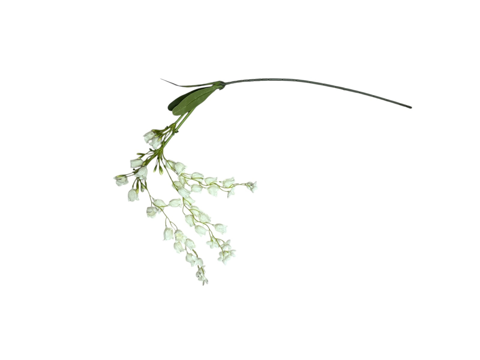 Photoroom_20250227_161656