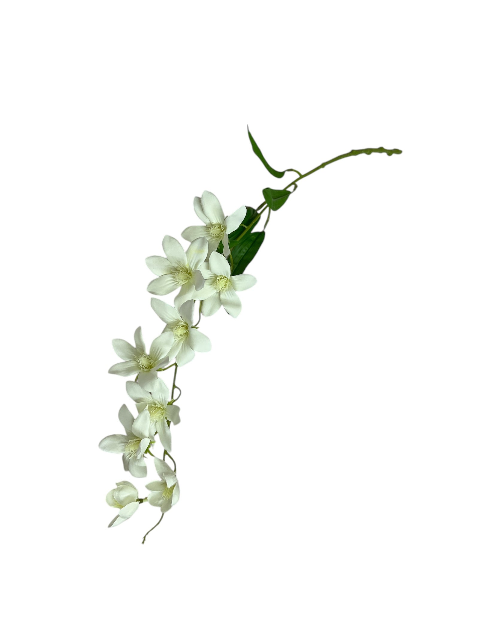 Photoroom_20250227_160931