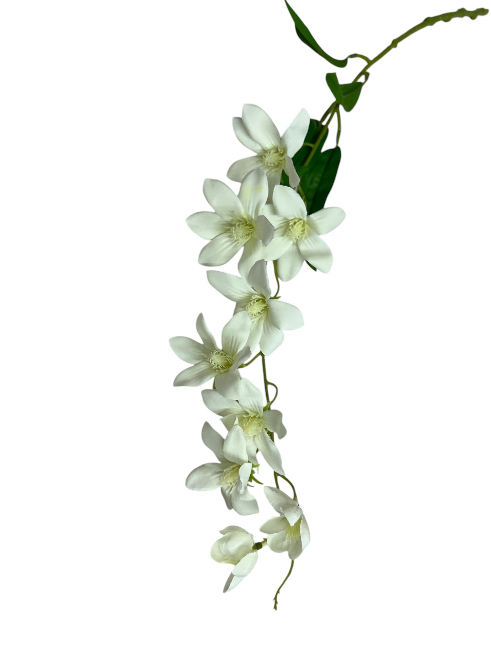 Photoroom_20250227_160950