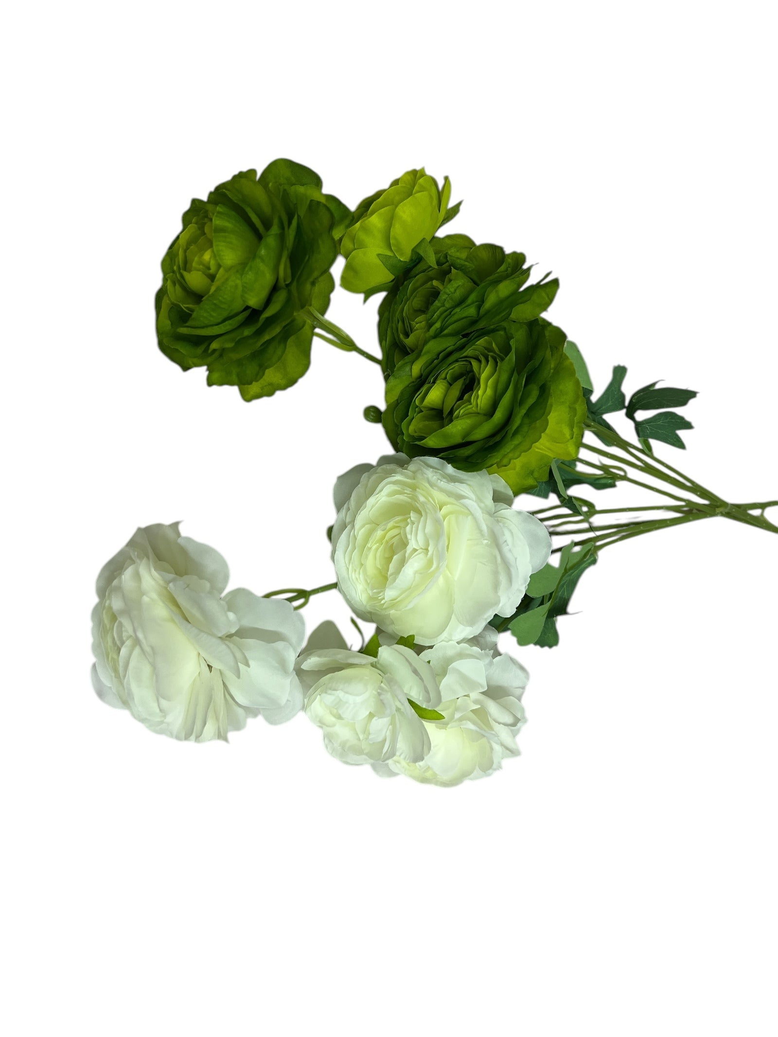 Photoroom_20250227_160514