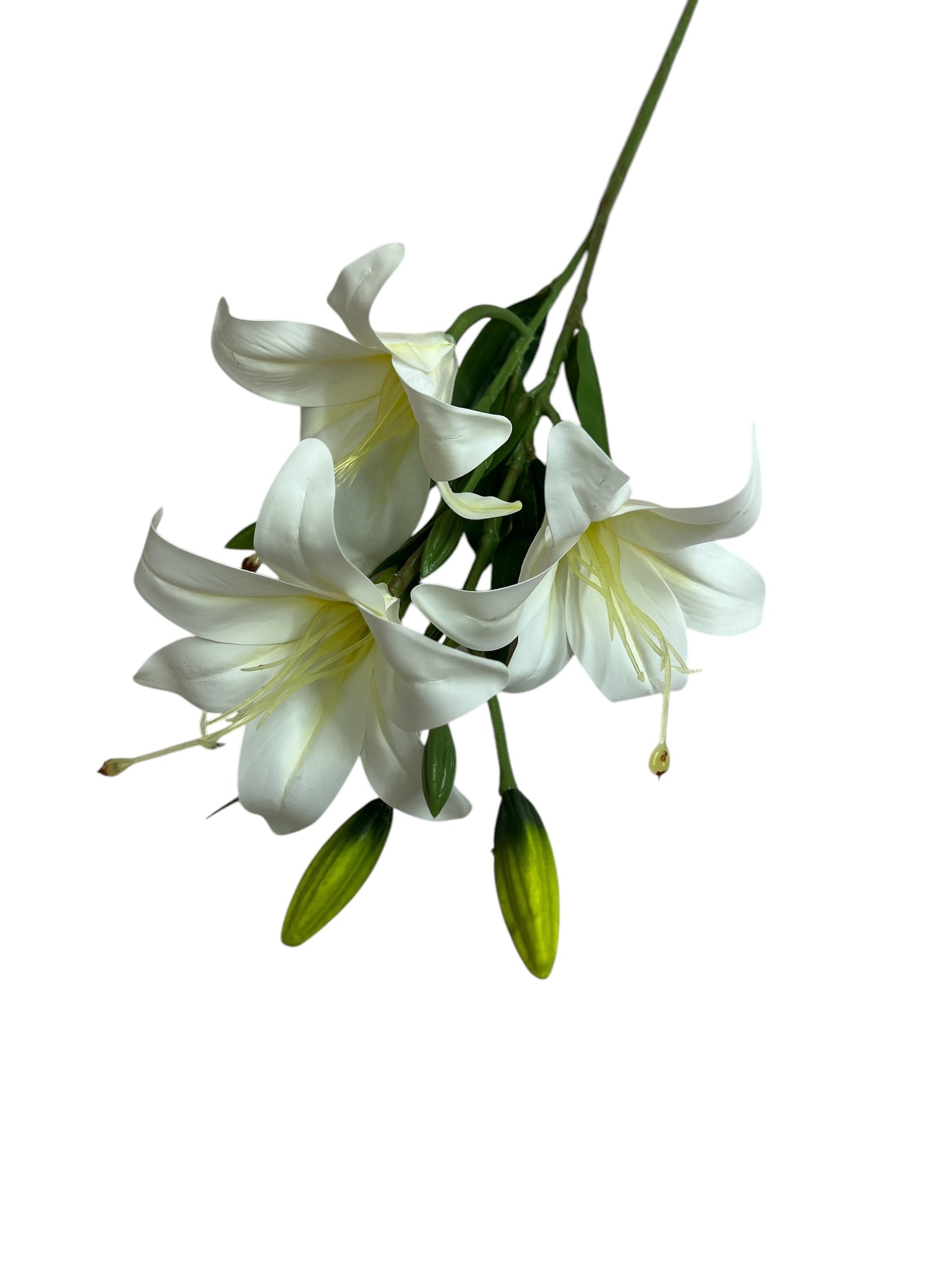 Photoroom_20250227_155703