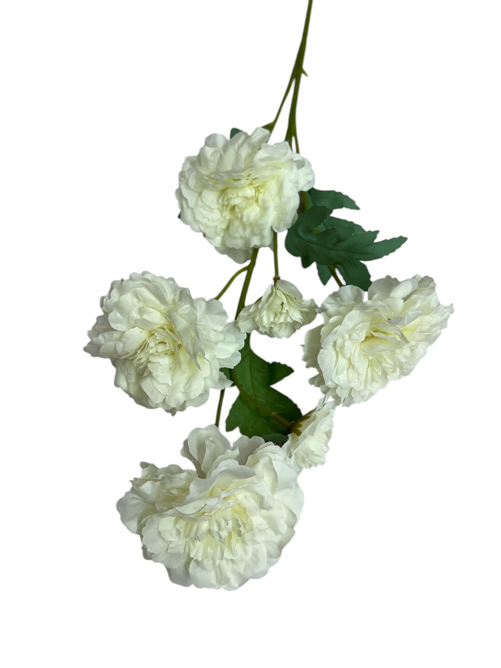 Photoroom_20250227_162820