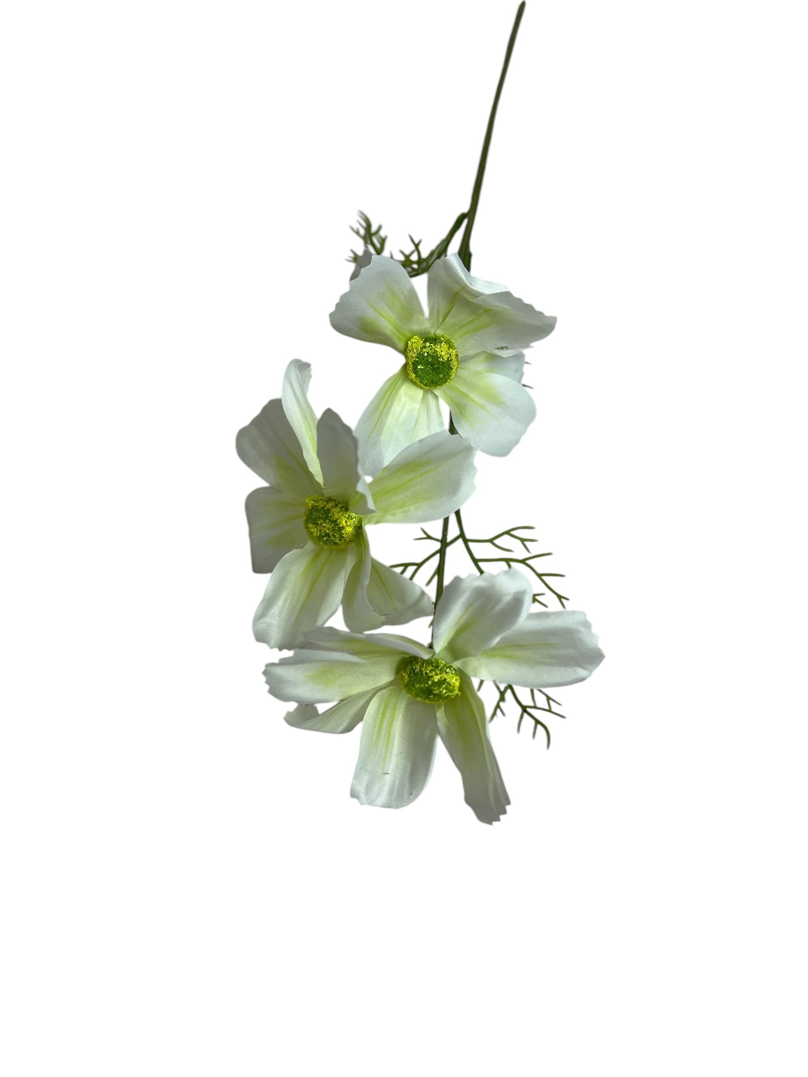 Photoroom_20250227_162011