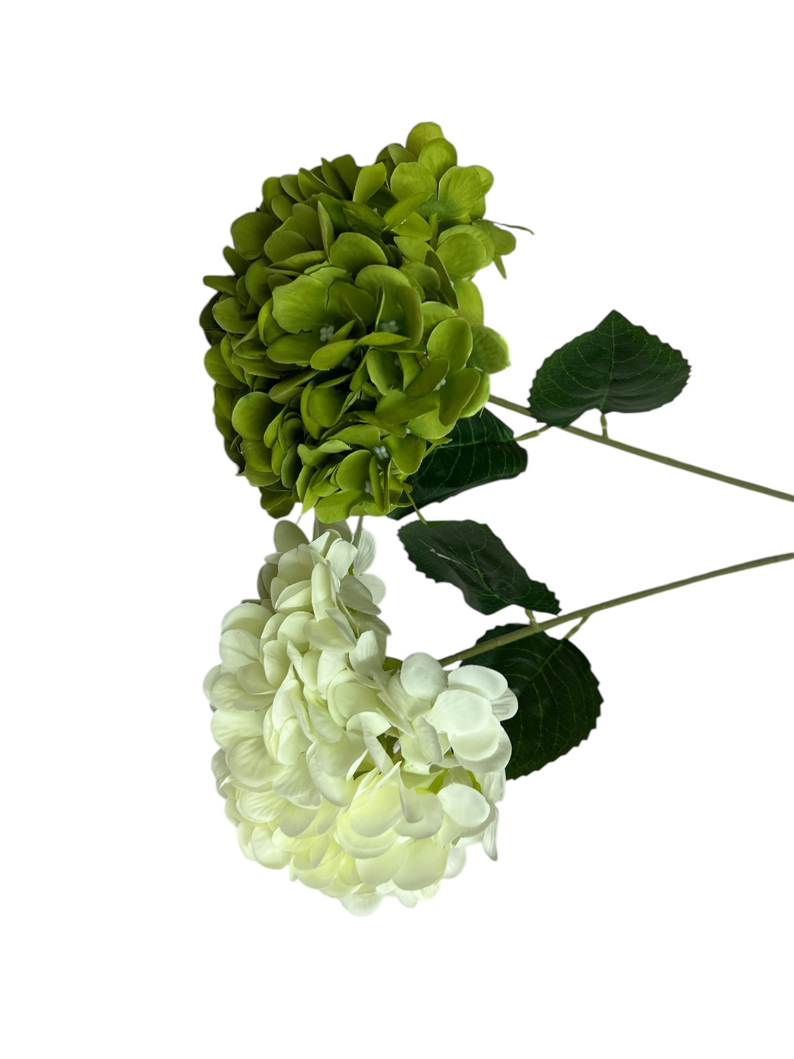 Photoroom_20250227_162546