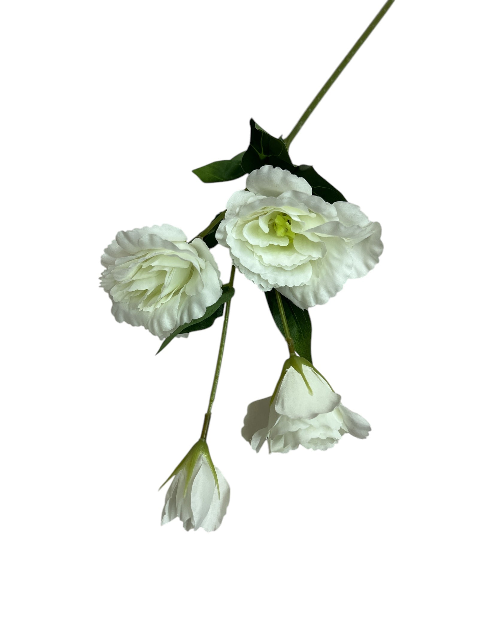 Photoroom_20250227_162217