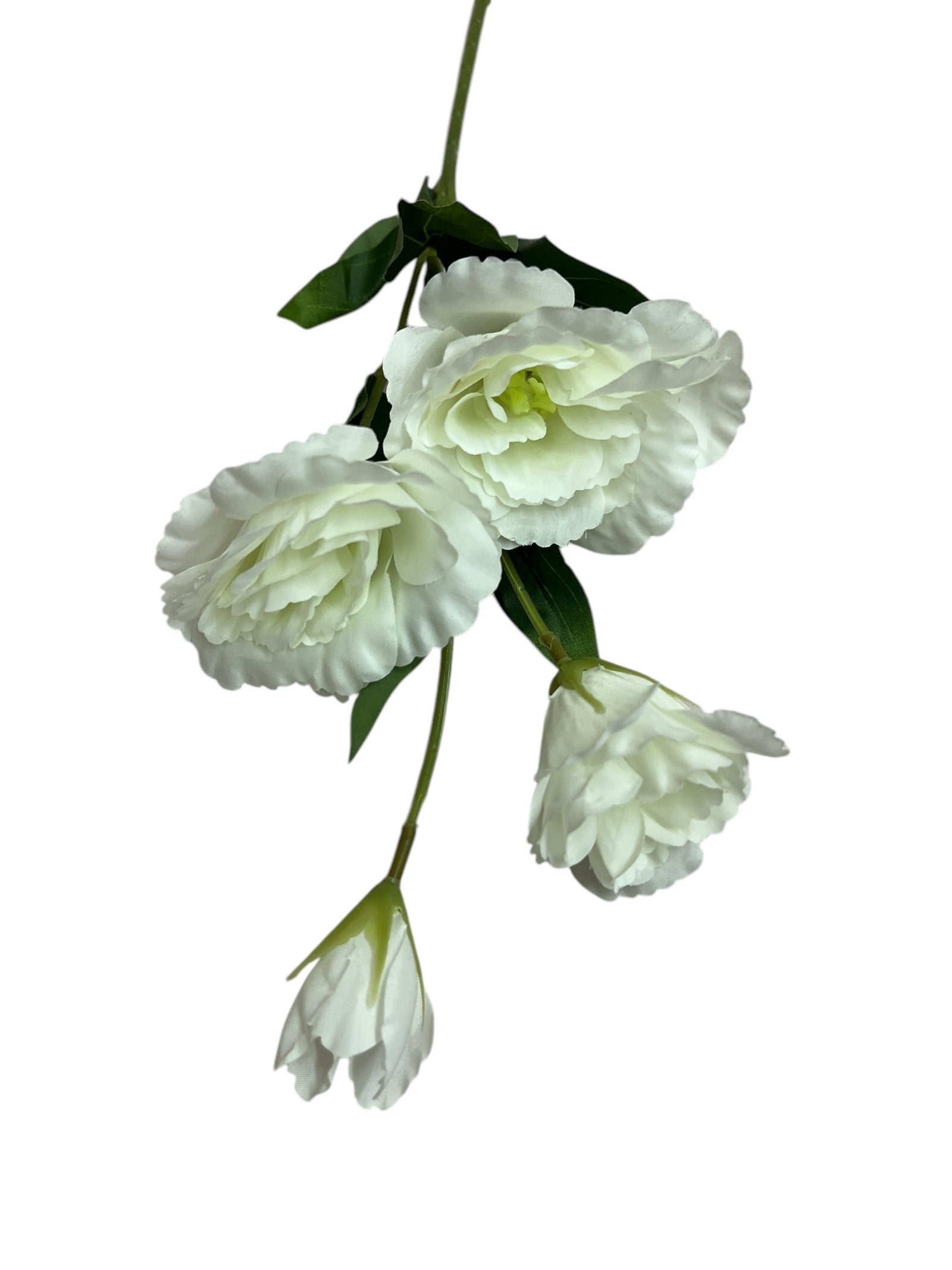 Photoroom_20250227_162312