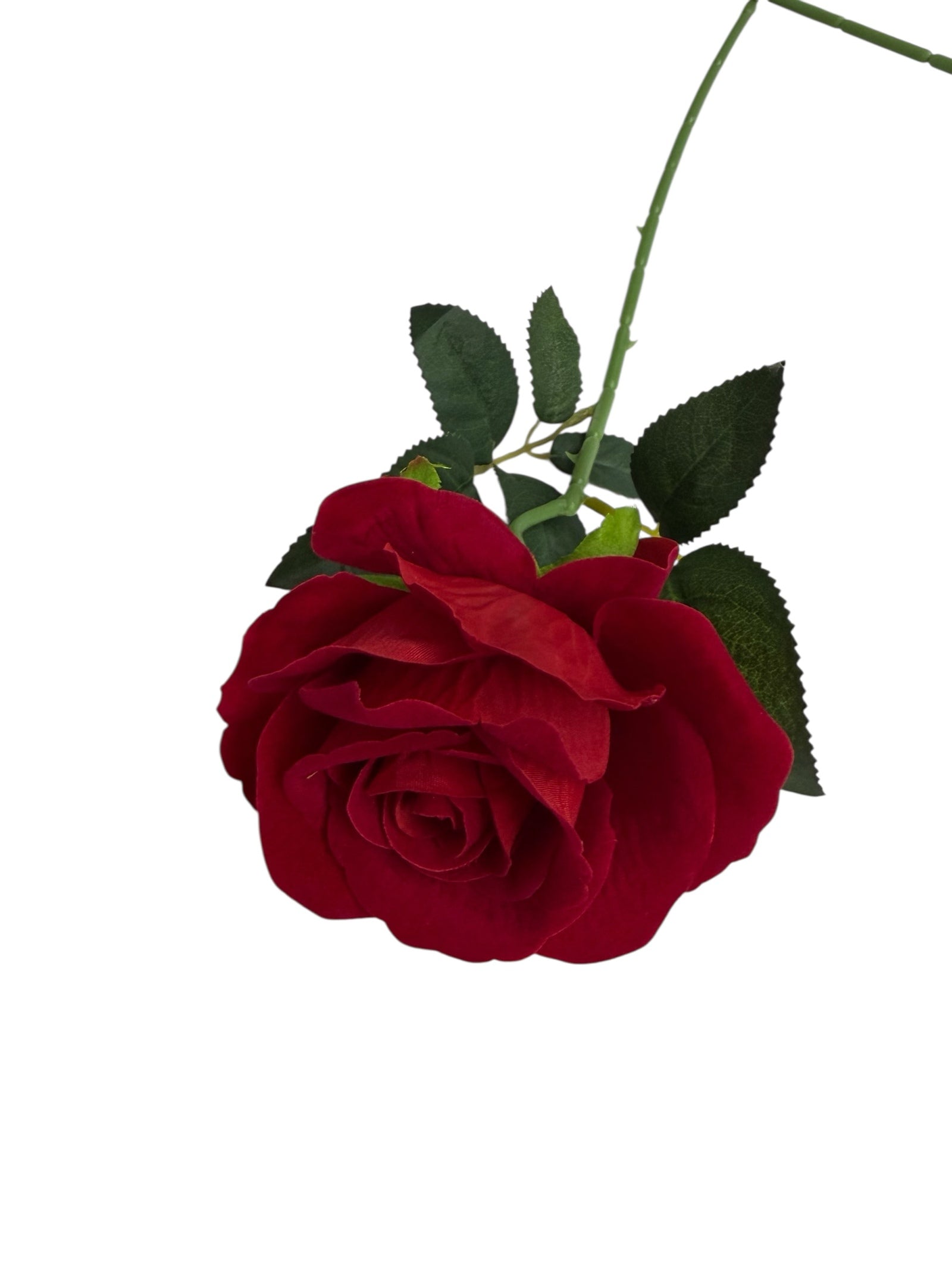 Trandafir Catifea Fir H73cm diametrul 10cm