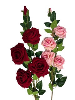 Photoroom_20250609_111748 Mică