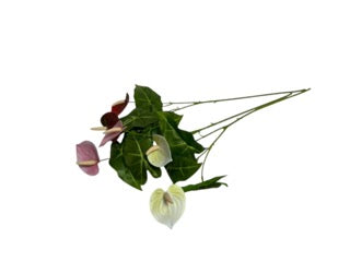 Photoroom_20250609_110712 Mică