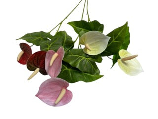 Photoroom_20250609_110737 Mică